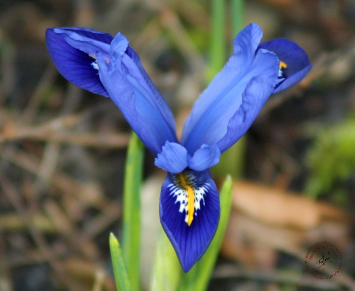 Orchid 8P33D-02.JPG